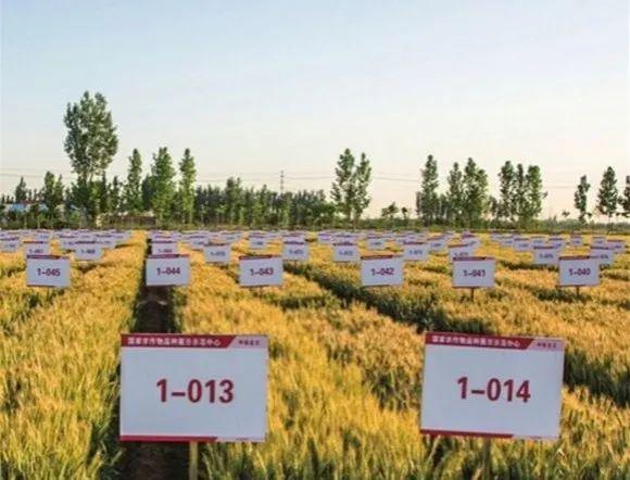 大事务｜10地持续发力种业振兴，百舸争流谁冲在前？3.jpg