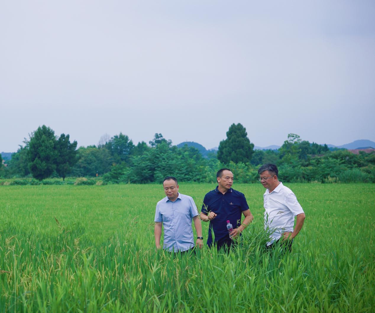 6699bba93834a.png 易飞调研九兴禾农业公司贸易化水稻展示示范基地.png