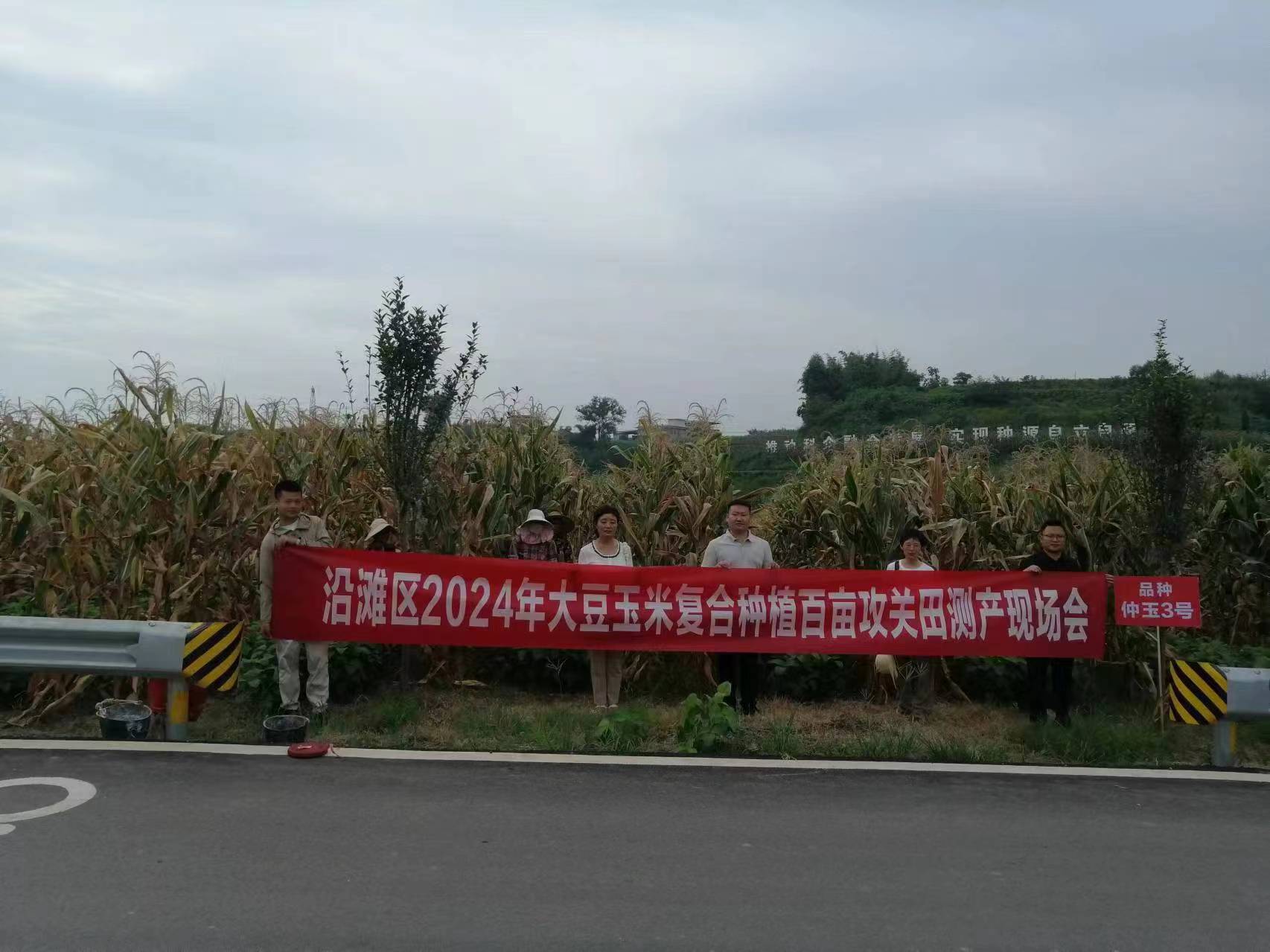 种芯农业公司实现大豆玉米复合种植百亩攻关项目玉米测产
