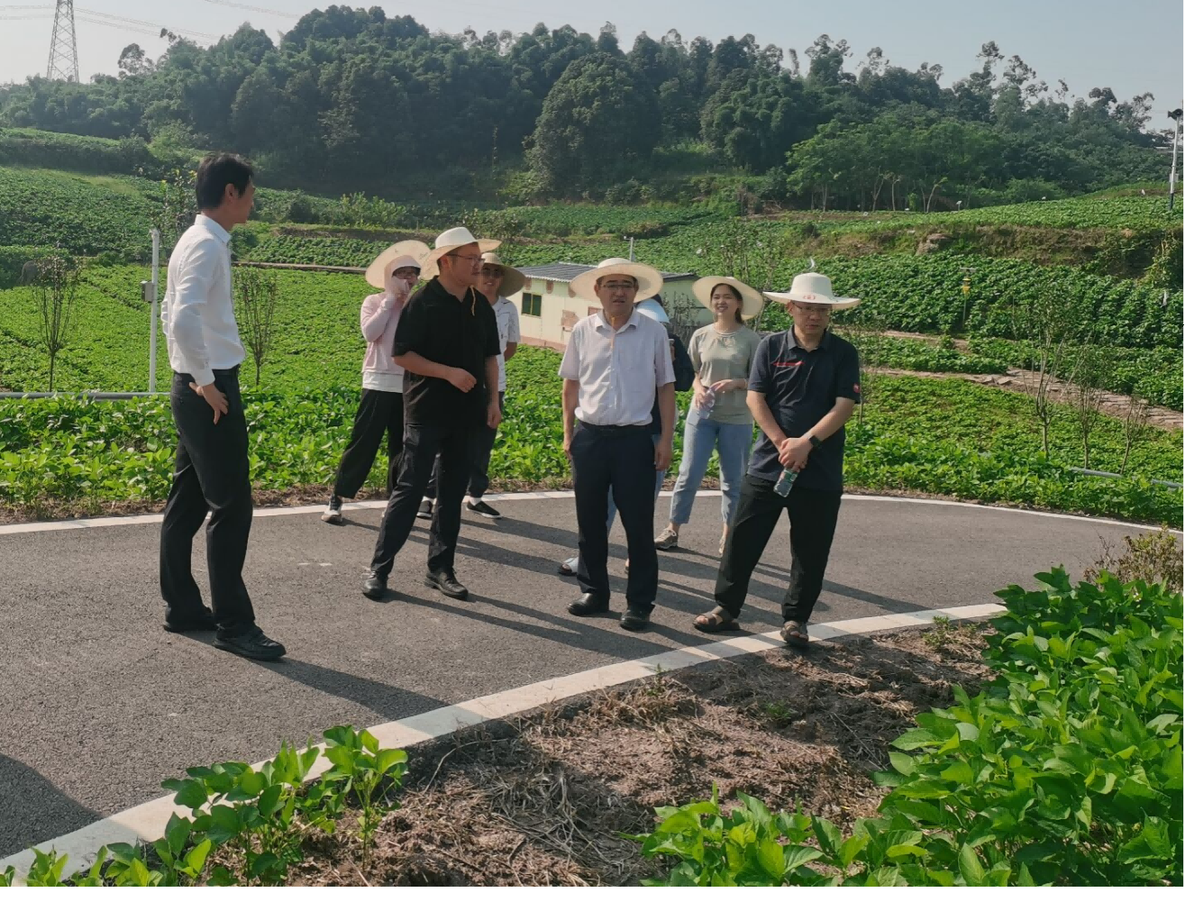 66b6ed1a19c06.png 省植保站到种芯农业调研领导大豆种子出产检疫工作1(1).png