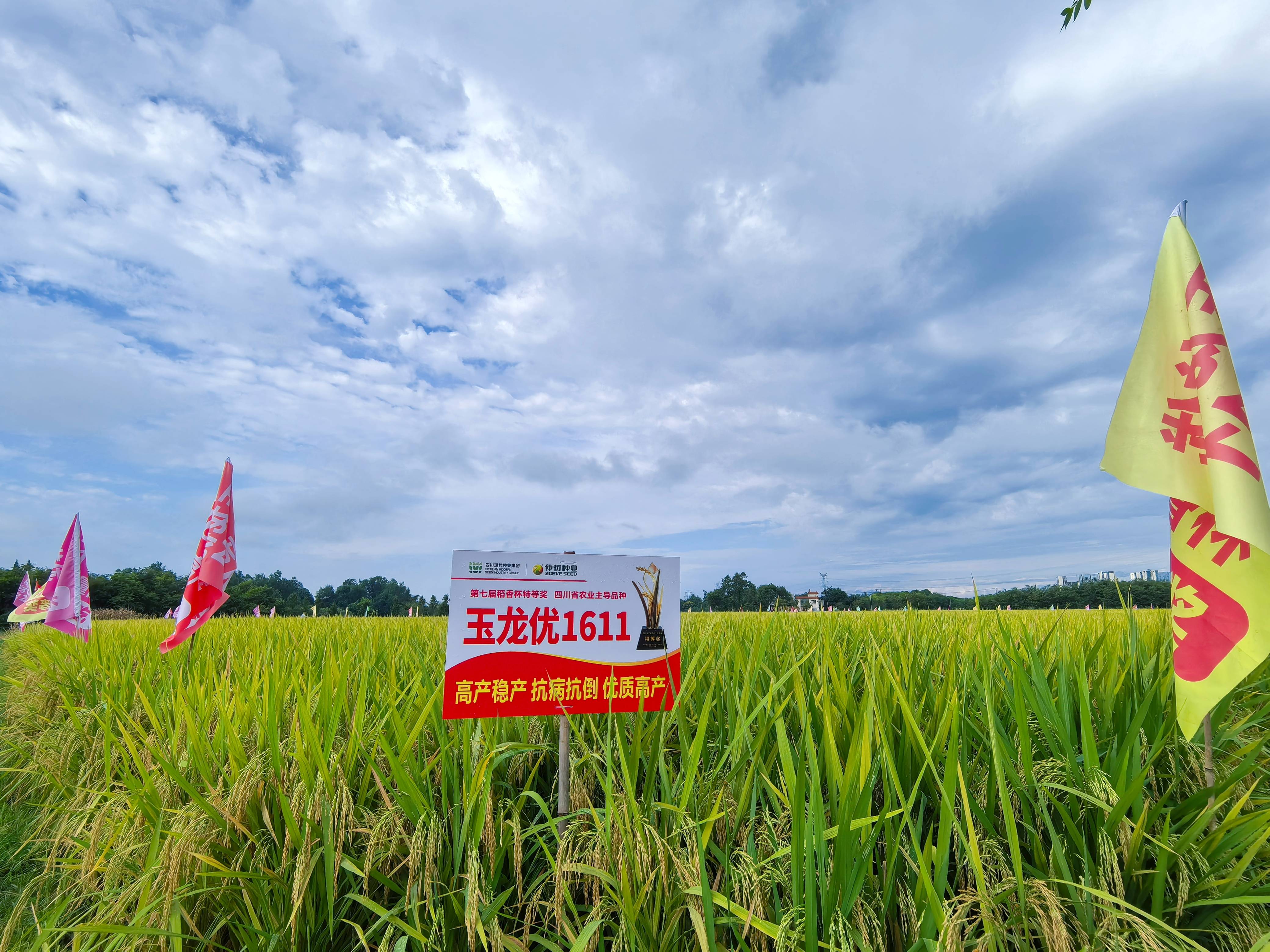 66e253526a38e.jpg 仲衍种业进行“玉龙优1611”百亩高产展示现场观摩会1(1).jpg