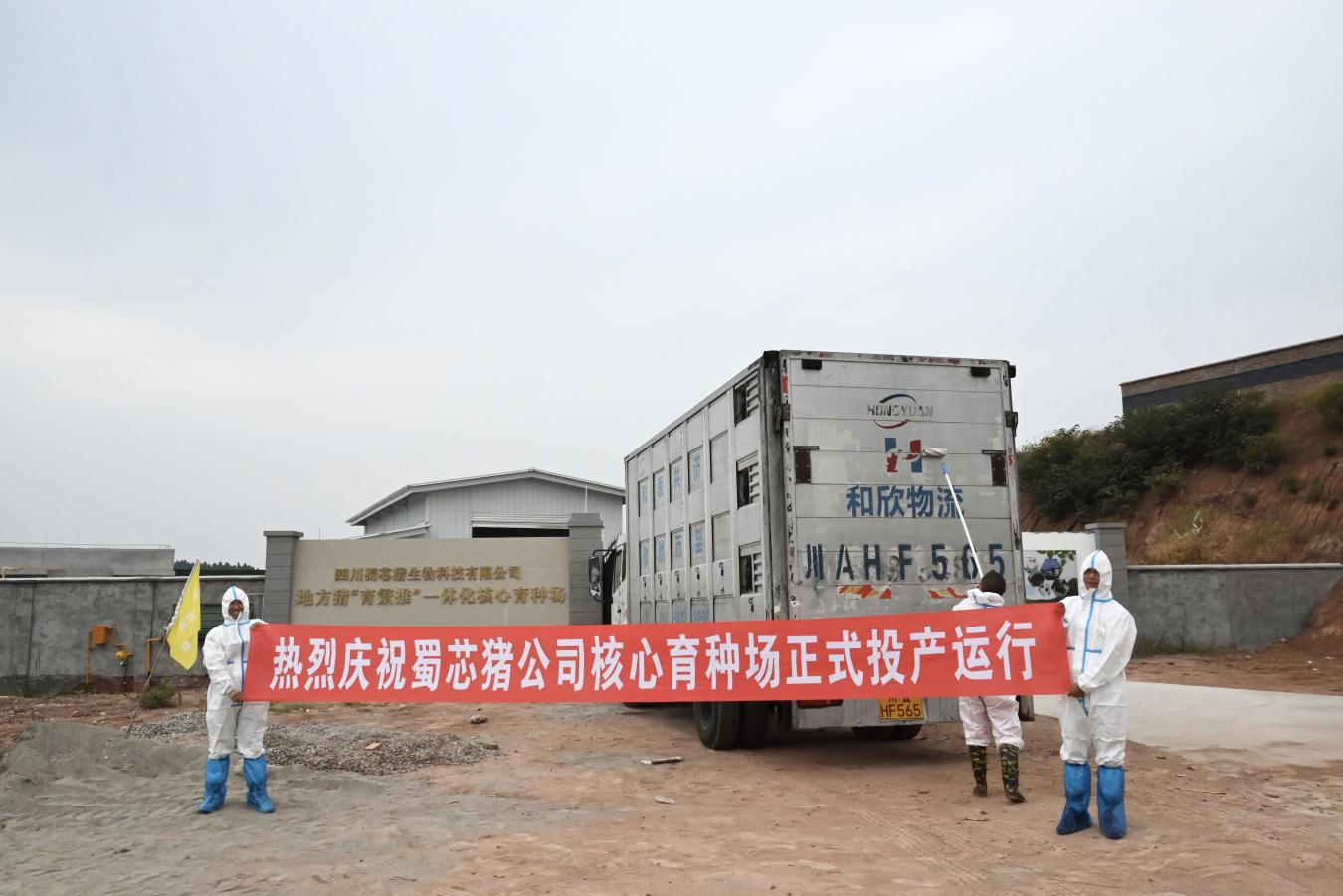蜀芯黑猪新种类主题育种场建成投产3.png