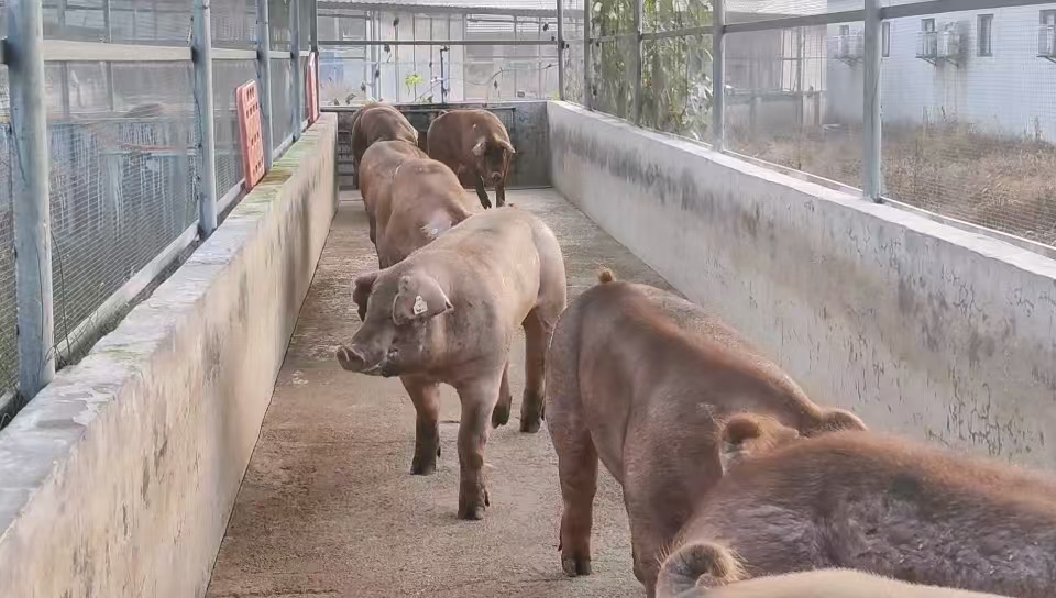 川繁猪公猪站顺利实现美系种公猪引种