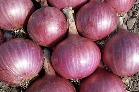 蔬菜种类